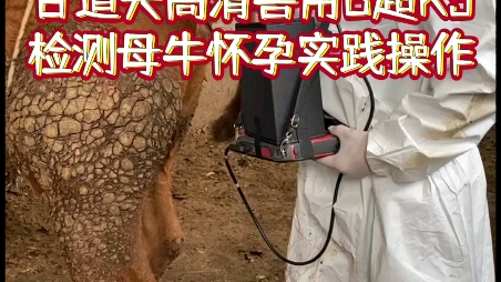 牛用b超检查母牛怀孕验胎实践操作兽用b超测孕图像判断