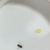 飞来一只水陆空三栖外星生物 哪个专家来说下 这是一只什么东西