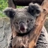 红山动物园宣传片：一个你可能看不到动物的的动物园...  是有点子搞笑在的，哈哈哈...