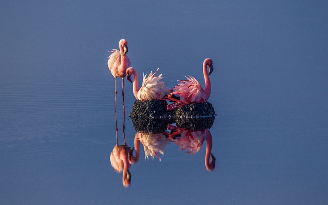 纳纯湖：东非火烈鸟的秘密天堂
