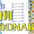 【高中生物】DNA模型手工制作～作业拯救计划05