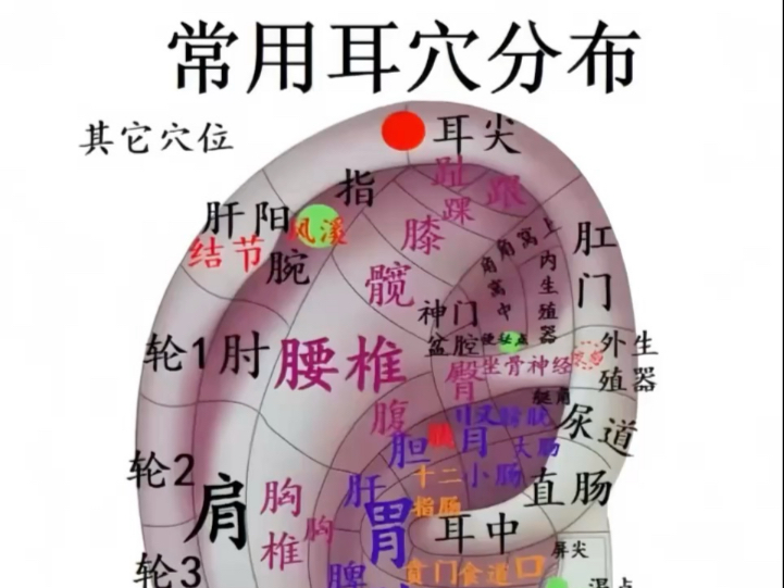 耳穴常用穴位分布