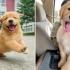 最搞笑最可爱的金毛犬幼犬#14-搞笑幼犬视频2022年