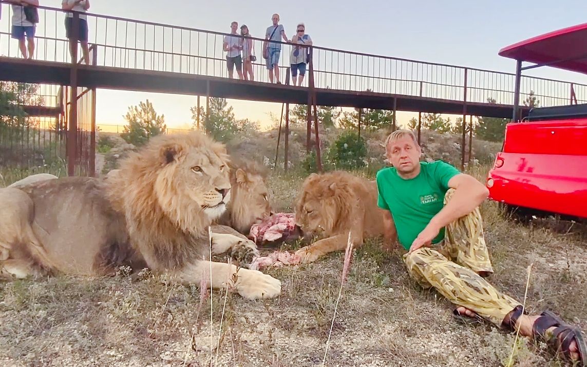 我陪伴三只狮子一起吃晚饭【奥列格园长】