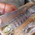 【街头美食】大蒜炒巨型皮皮虾，手臂这么长的皮皮虾！