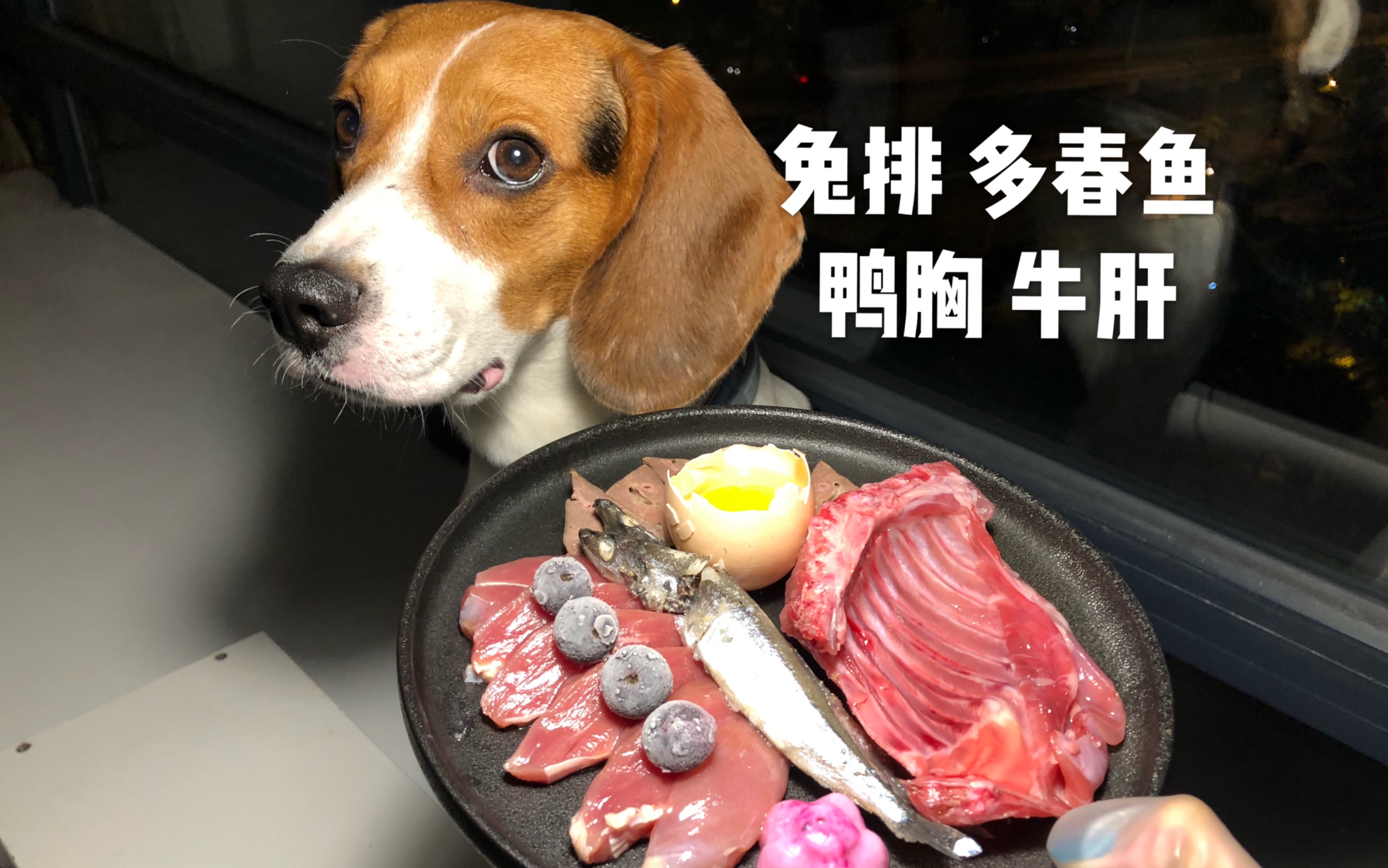 叮咚 开饭啦 比格犬狗狗吃播 哔哩哔哩 つロ干杯 Bilibili