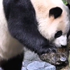 24.11.4福宝：宝贝还知道从上面喝水真聪明，小嘴巴一动一动的也太萌了叭