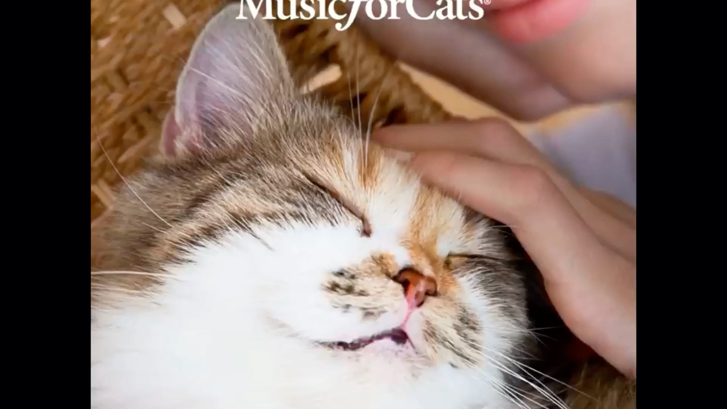 猫猫听了会放松的音乐—Opus for Oliver