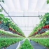 高科技种草莓新体验，智能温室立体种植机器人采摘