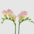 视频素材免费分享-各种清新花朵开花延时摄影透明通道元素