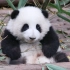 【大熊猫和花】牙牙都还没长齐，就学吃竹子啦？