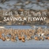 中国拯救鸟类迁飞路线（黄渤海滨海湿地）- Saving a Flyway