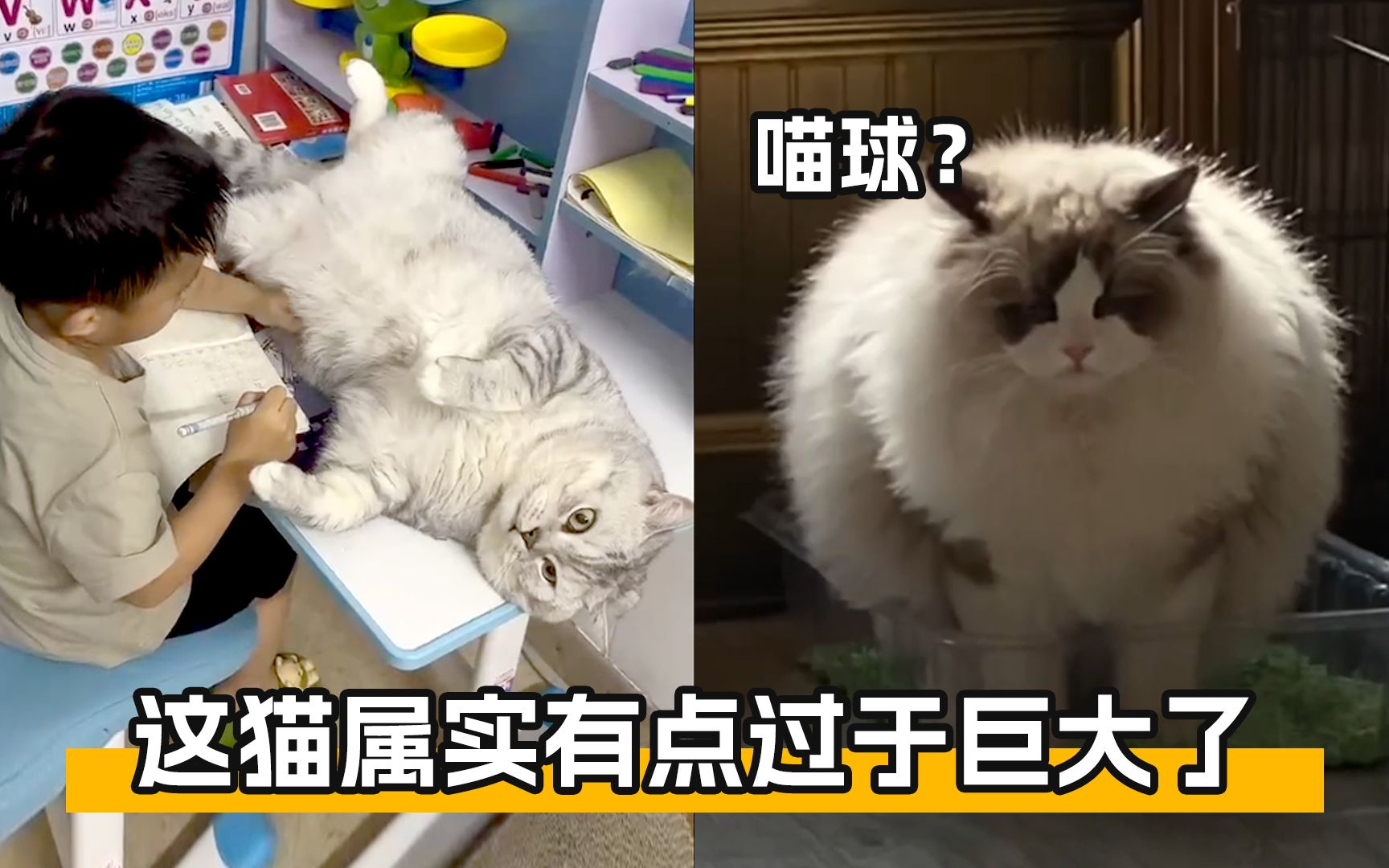 猫咪变的异常“巨大”哔哩哔哩bilibili