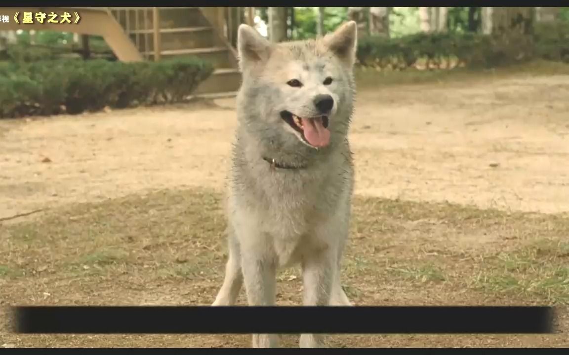 【昱见】高分催泪电影 跟忠犬八公一样感人的电影《星守犬》