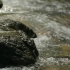 空镜头视频素材 河水水流小溪水石头 素材分享