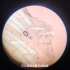 用显微镜观察洋葱鳞片叶表皮