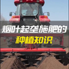 种烟想高产，施肥是关键！今天咱就来聊聊烟田种植的施肥注意事项，都是干货，种烟的朋友可千万别错过