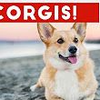 【柯基】 2017最萌搞笑柯基视频 Funny Corgi Compilation 2017 _ Best Funny Corgi Videos Ever