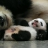 【纪录片】熊猫宝宝【双语特效字幕】【纪录片之家爱自然】