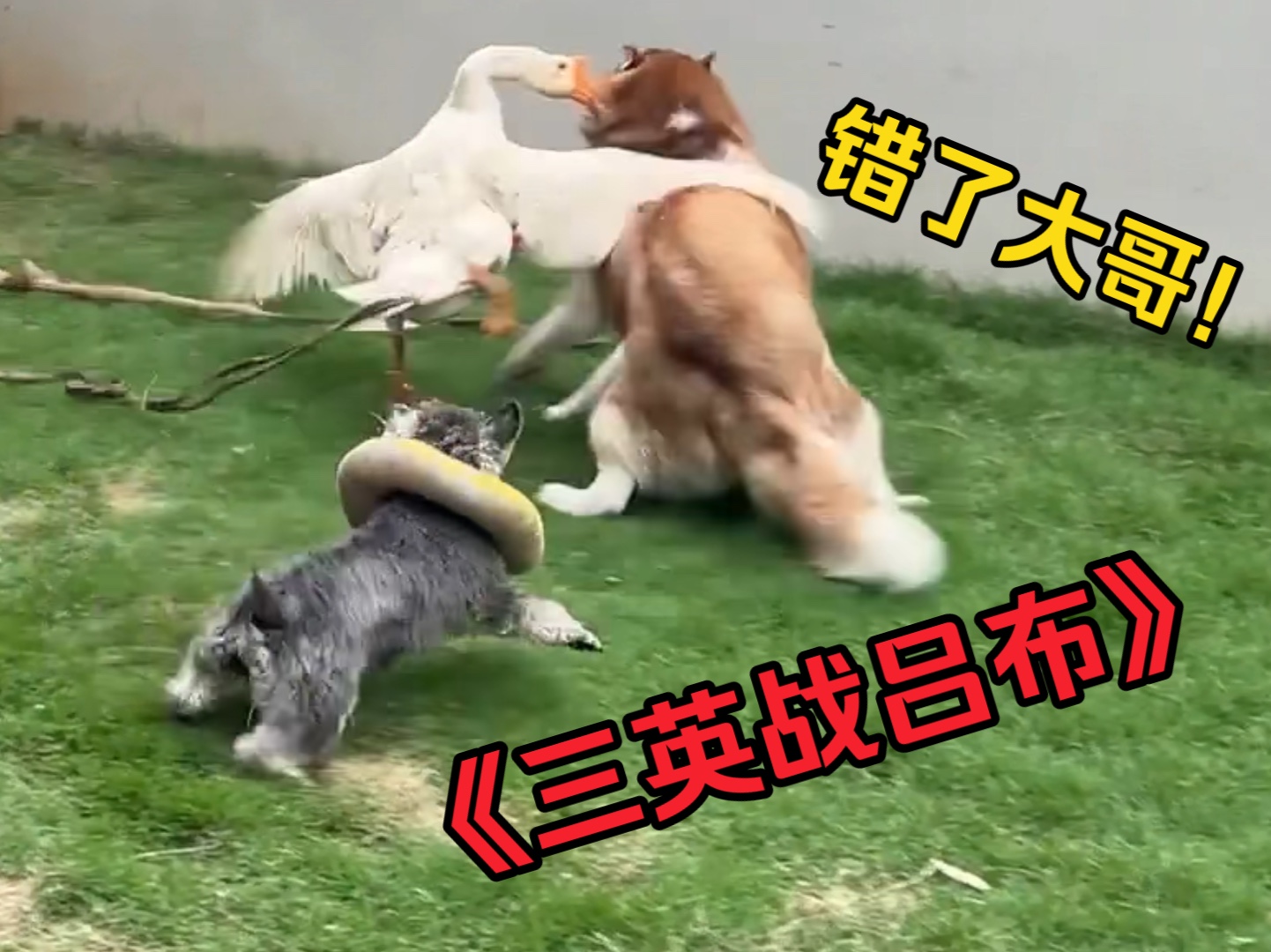 当狗子遇到一只村霸大鹅，看看会是什么反应？