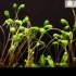 002-苔藓植物