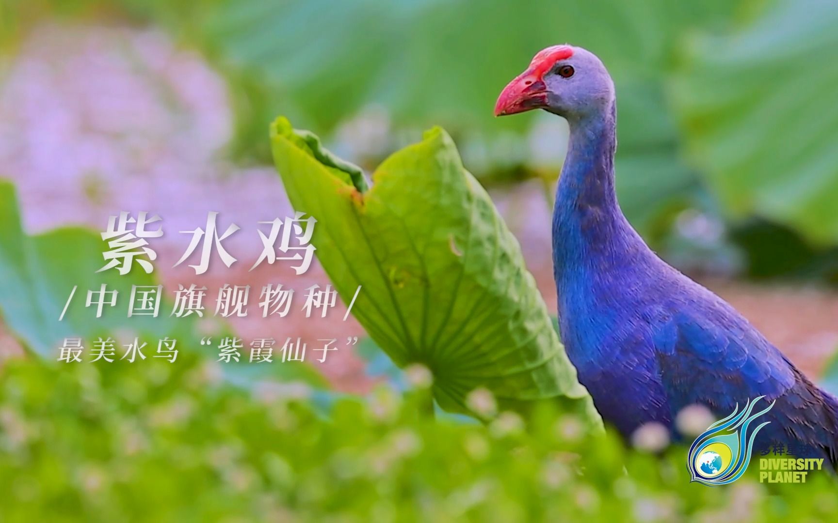 【多样星球】“世界最美水鸟”、“紫霞仙子”——紫水鸡