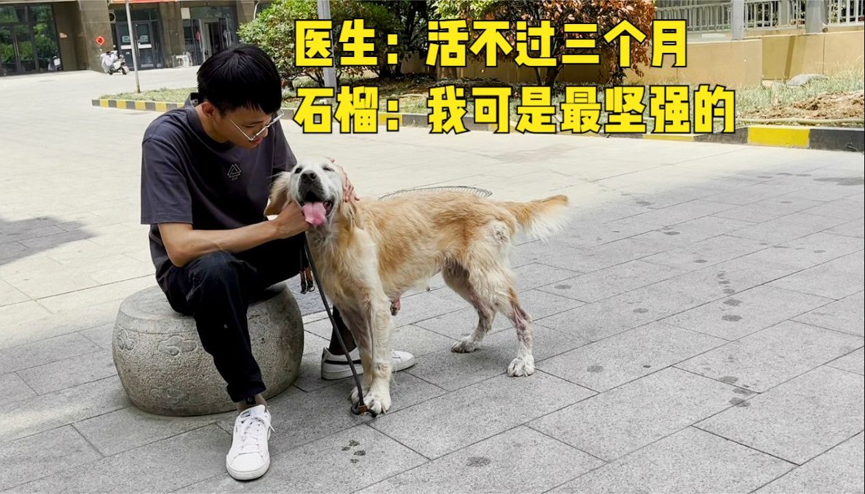 被医生判定活不过三个月的繁殖犬，经过一年半救援，终于有所好转