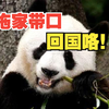一家五口回家啦！5只旅西大熊猫抵达成都