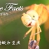 True Facts - Dragonflies有关蜻蜓目的真相
