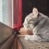 耳机党福利！一只看着窗外小鸟喃喃自语的猫咪