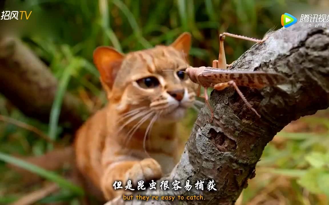 超萌世界上体型最小的猫锈斑豹猫