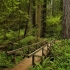 【4K看地球】漫步红杉树国家公园，身临其境沉浸式体验巨树之森