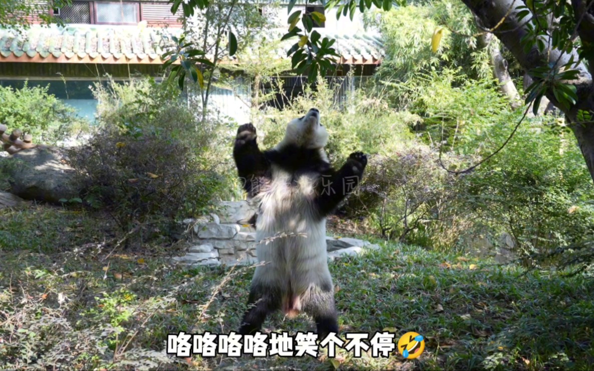 雅一钓猫触发人类幼崽狂笑开关，果然萌娃和萌兽能交流的是不是