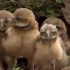 【纪录片/BBC】自然世界：动物屋-Natural World Animal House （2011）