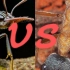 【斗蚁】大型蚂蚁之间的较量，黑梨牛蚁vs黑头牛蚁