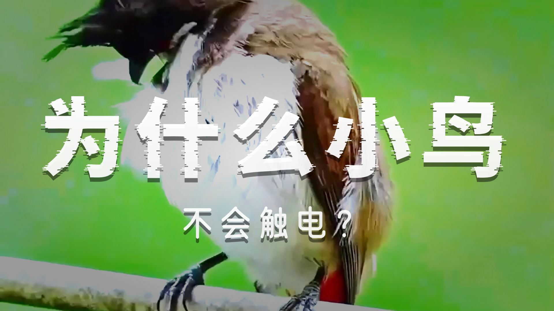 小鸟站在电线上为啥不会触电呢？