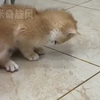 你们知道猫咪频繁舔毛的危害吗？化毛片一定要准备起来，一起守护猫咪的健康