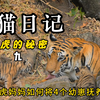 大猫日记：老虎女王的秘密09：虎妈伊莎贝拉一家各安天命