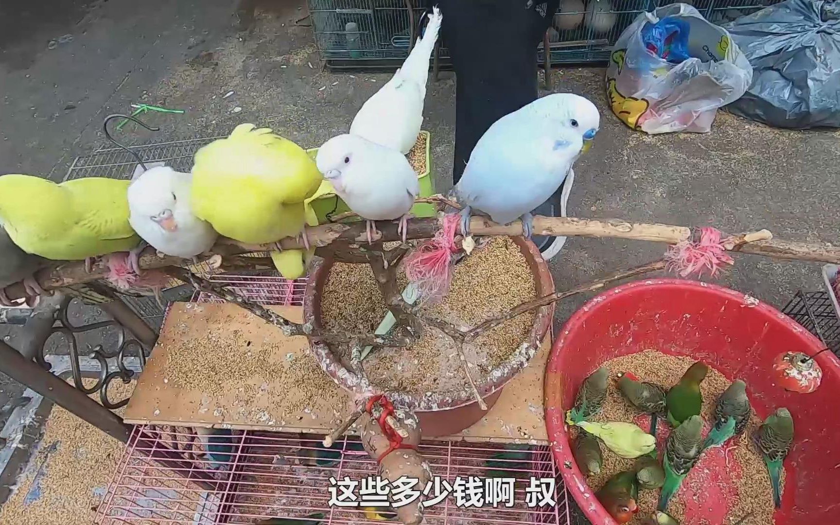 广州花鸟市场，鹦鹉鸟30一只，一排站着不飞走，好可爱！
