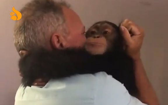 再次遇到救命恩人的小黑猩猩，开心到尖叫，立马冲上去要抱抱[爱你]原来，这只猩猩在出生时患有肺炎被母亲抛弃，幸好遇到了这对夫妇帮助了它