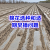 棉花选种和适期早播问题
