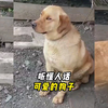 原来狗子真能听懂人话，赶紧给它报个班，可别耽误上清华了
