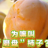 风起，柿子红！盘山磨盘柿子开始采摘啦