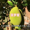 你喜欢吃菠萝蜜吗