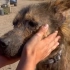 一只流浪狗被救助两年后，眼神、性格都发生了巨大变化