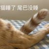 猫睡了，尾巴没睡