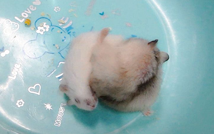 【小凤花】洞房花烛夜(仓鼠交配嘿嘿嘿=v=)