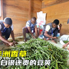 马达加斯加香草产业，香草大盗泛滥监狱爆满