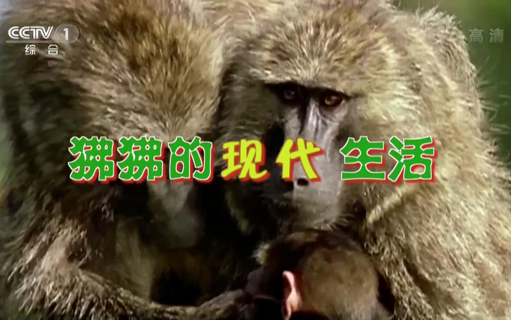 【动物世界】170217_狒狒的现代生活(赵忠祥解说)