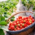 草莓种植技术合集